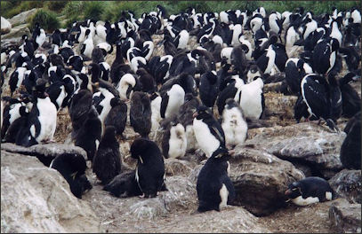 20120520-penguins rockhopper Eudyptes_chrysocome_rookery_1.jpg